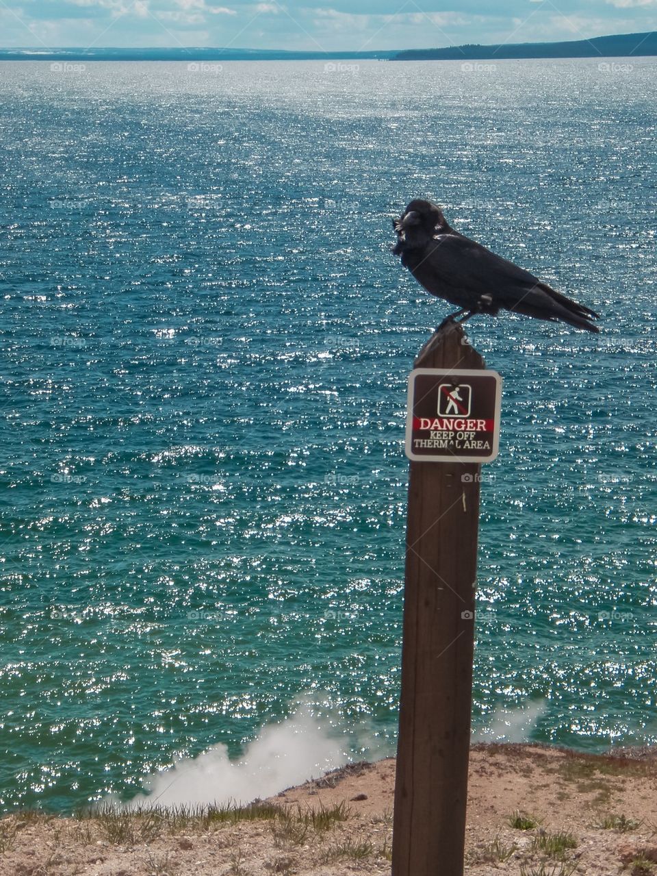 Danger crow