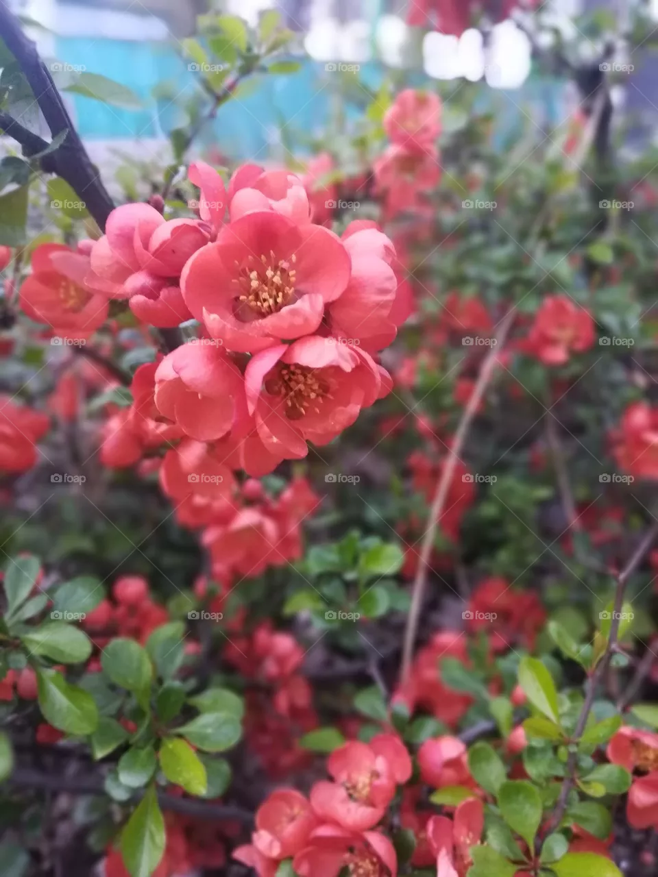 Ukraine 🇺🇦 flowers coloring may