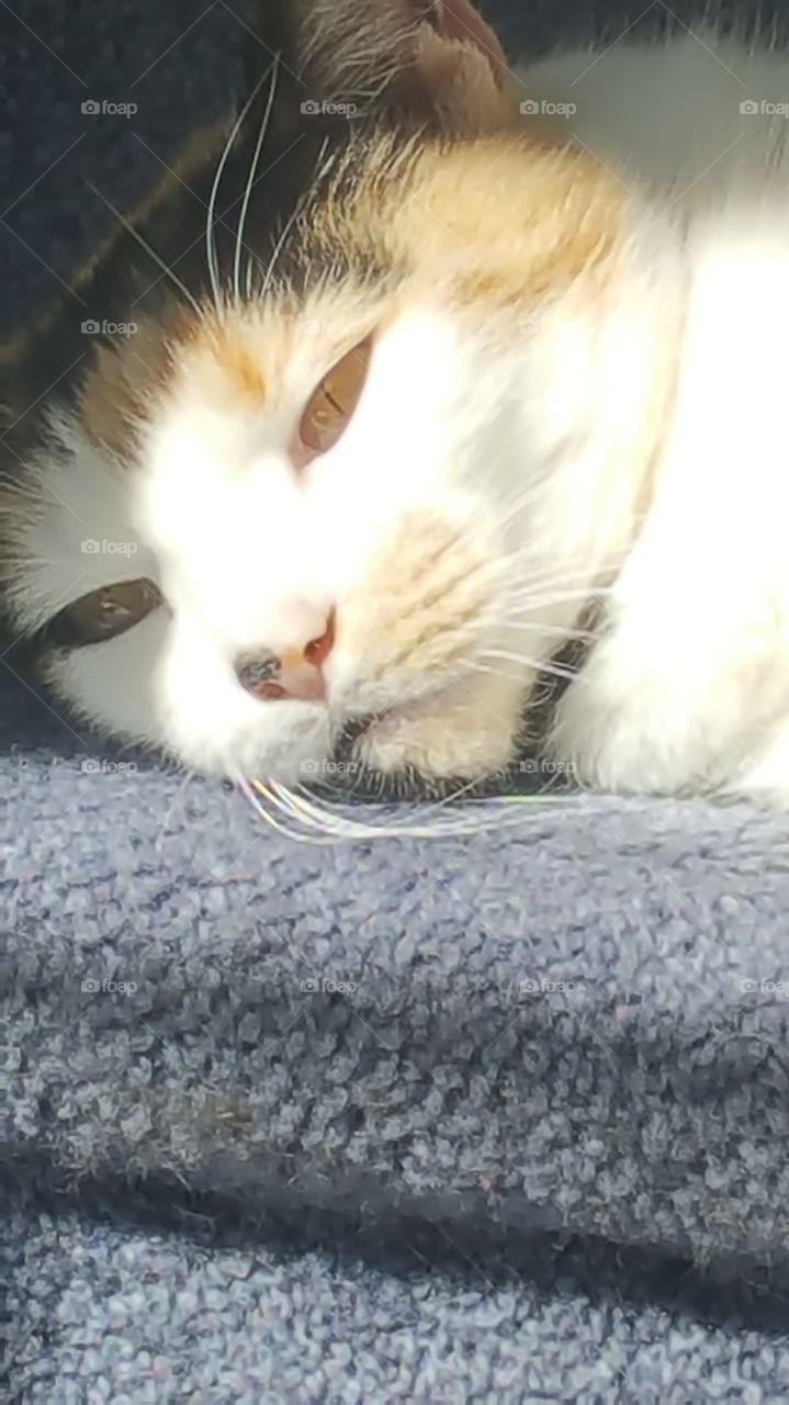 Divine Feline sunlight lounging