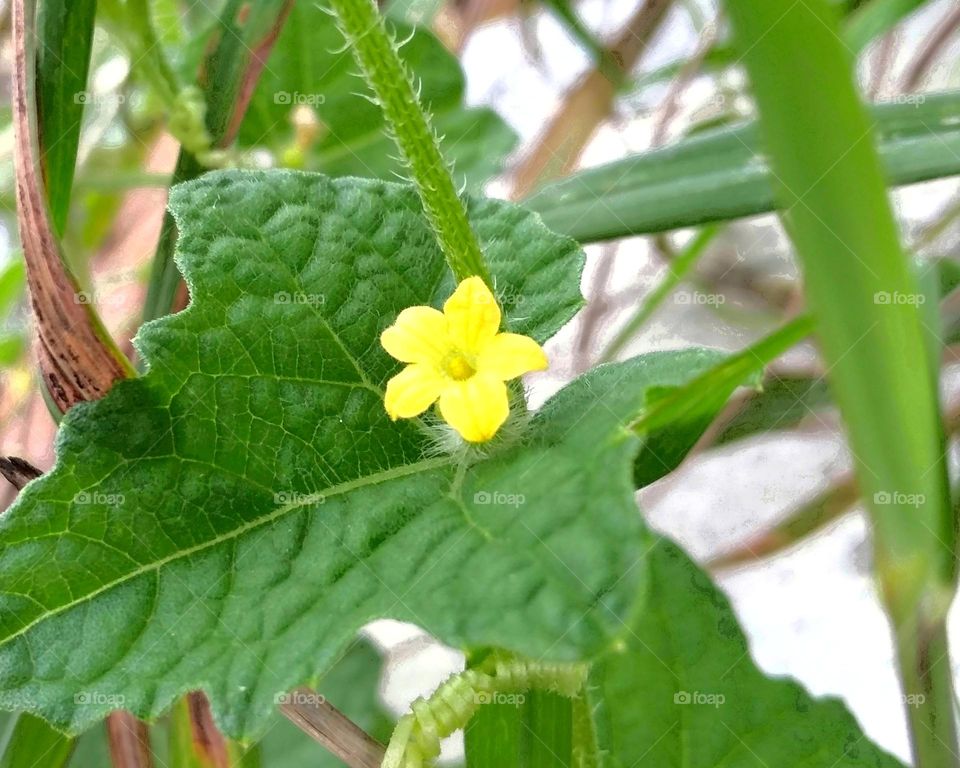 Yellow flower on the garden