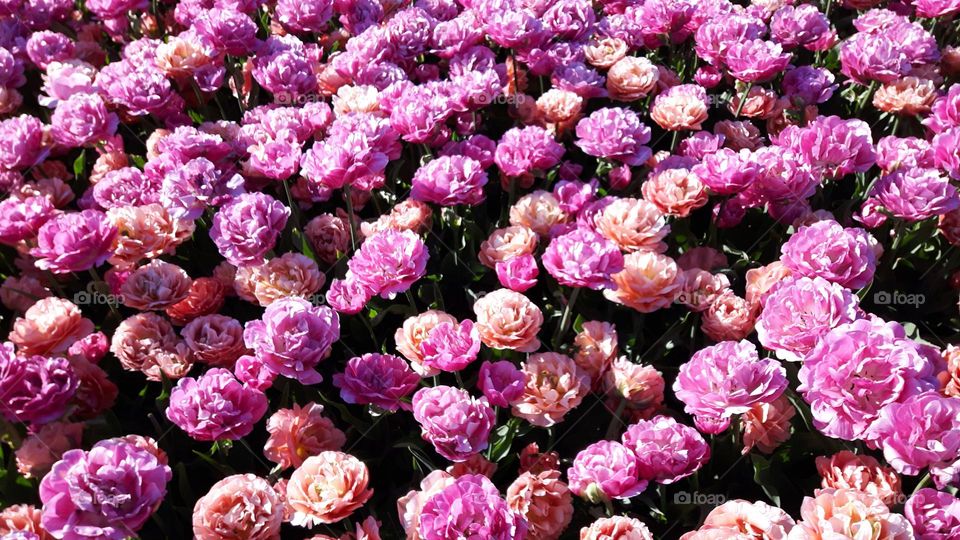 Pink and peach colored flowers