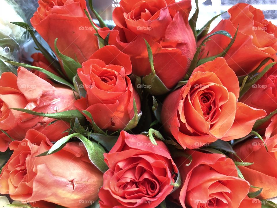 Every petal blooming, every stem magical, these orangey colored roses are made to give pleasure together.
