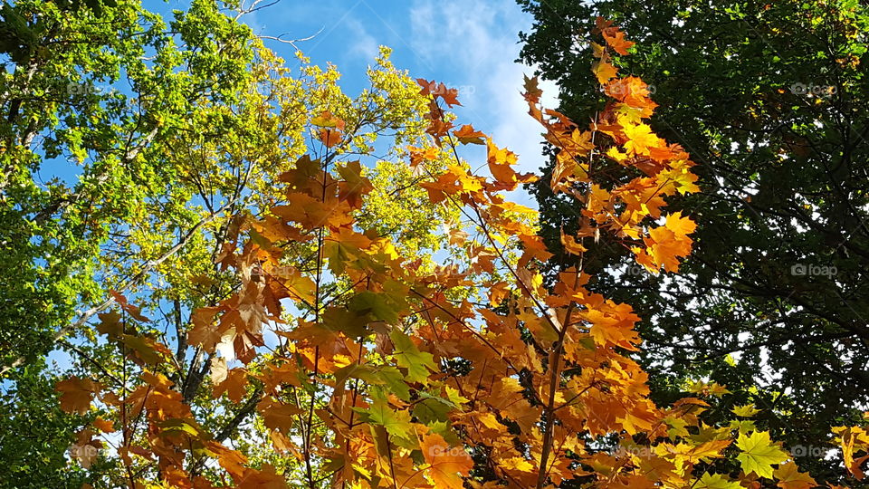 Sun shining on colorful maple leaves