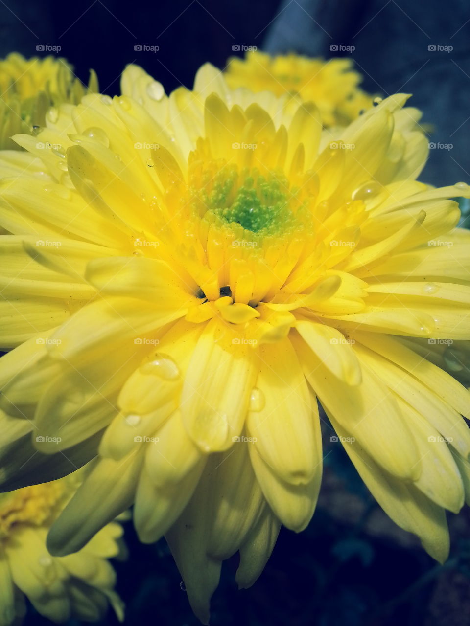 Yellow Chrysanthemum...