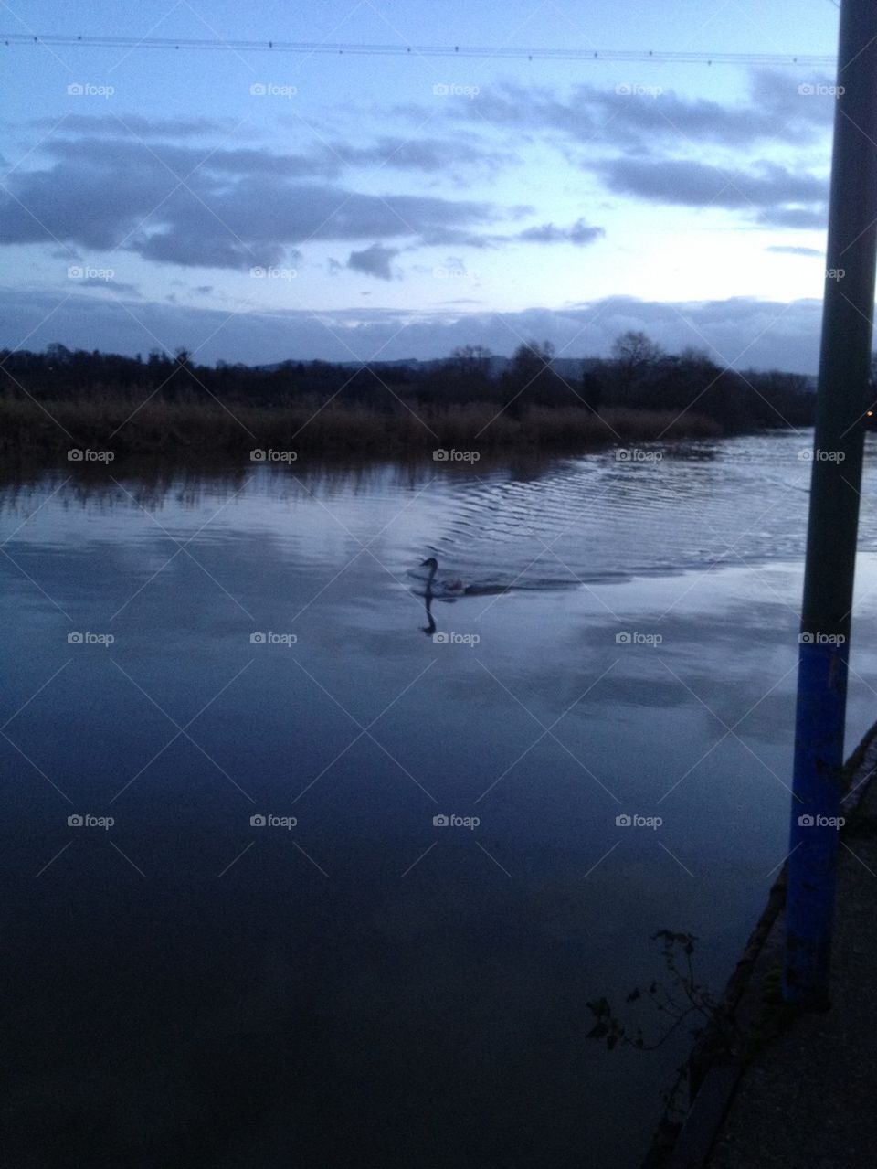 Evening Swan