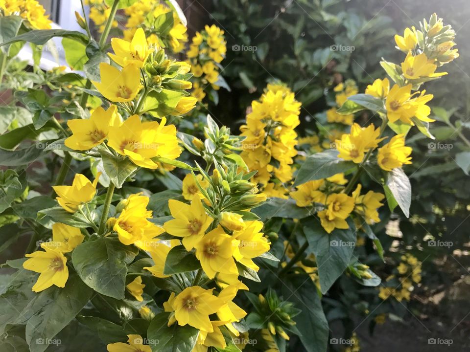 Proud  Yellow Loosestrife flower spikes in full force under the summer sun.  The plant is beautiful.