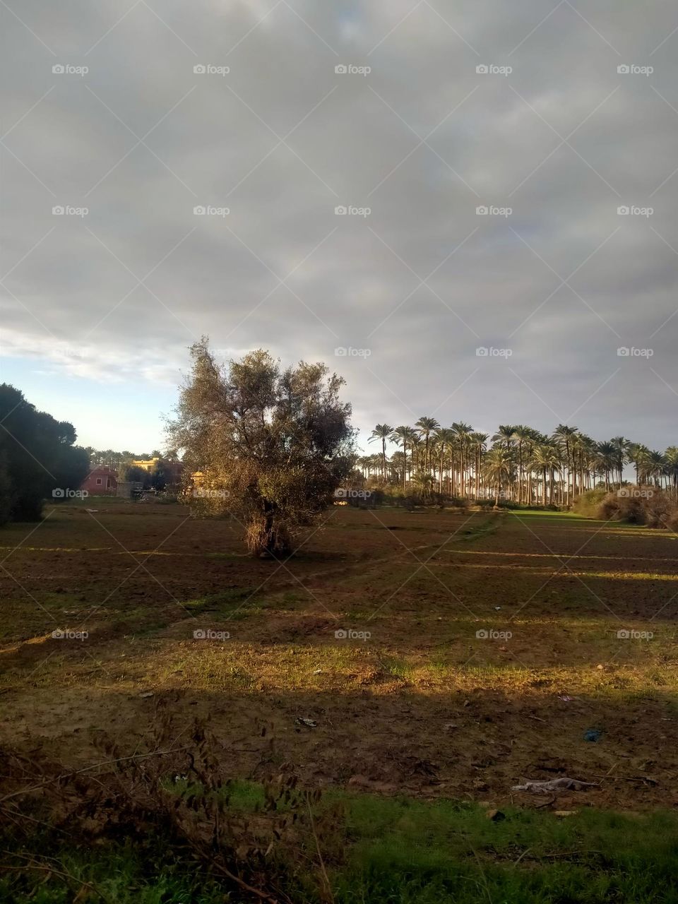 The beauty of nature in the morning