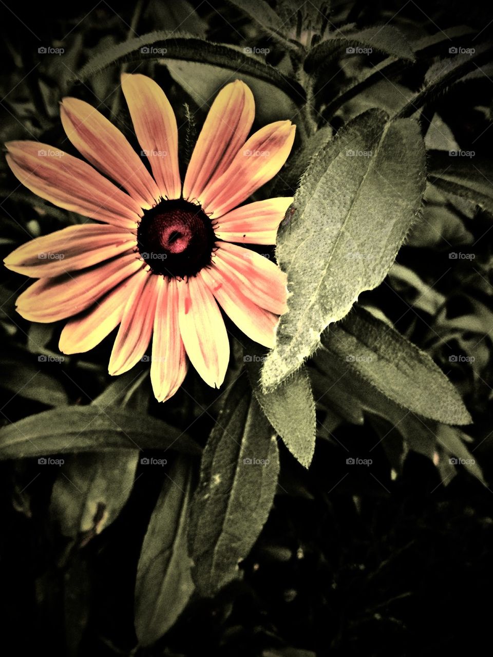 Brown eyed Susan 