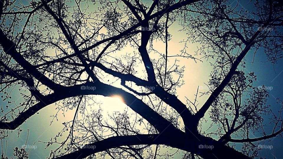 Tree and Sun