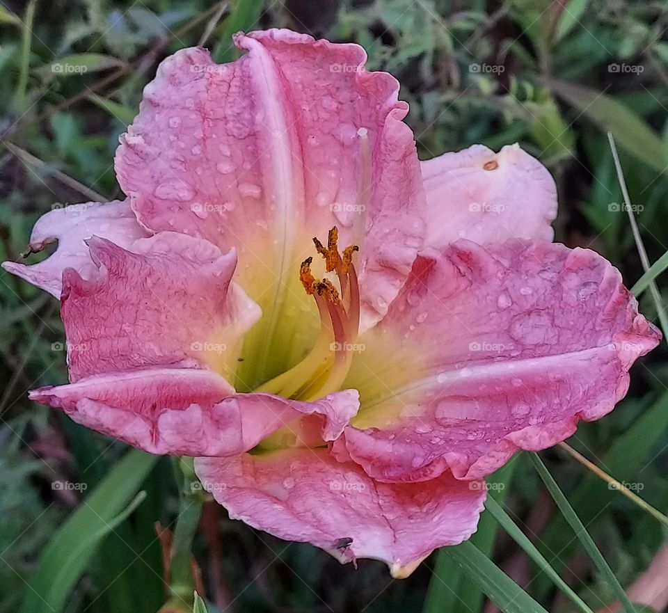 gorgeous pink day lily