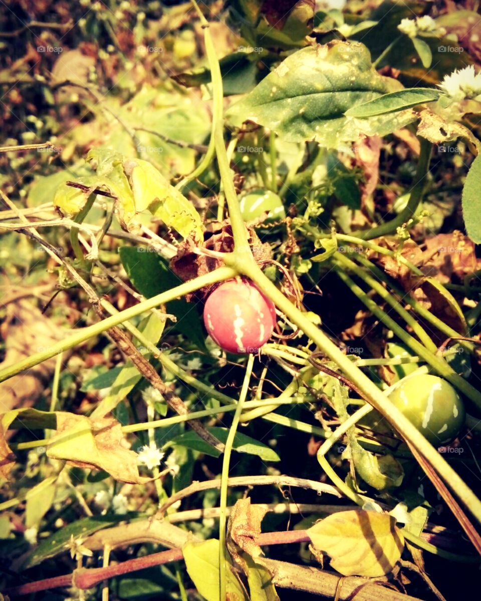 Wild red fruit,indian wild fruit photos,a beautiful wild fruit,a ripe and a raw fruit photo,a photo of red and green fruit,a great photo of a wild fruit,a small red wild fruit,which is not worth eating in the wild,fruit photos,red wild frui