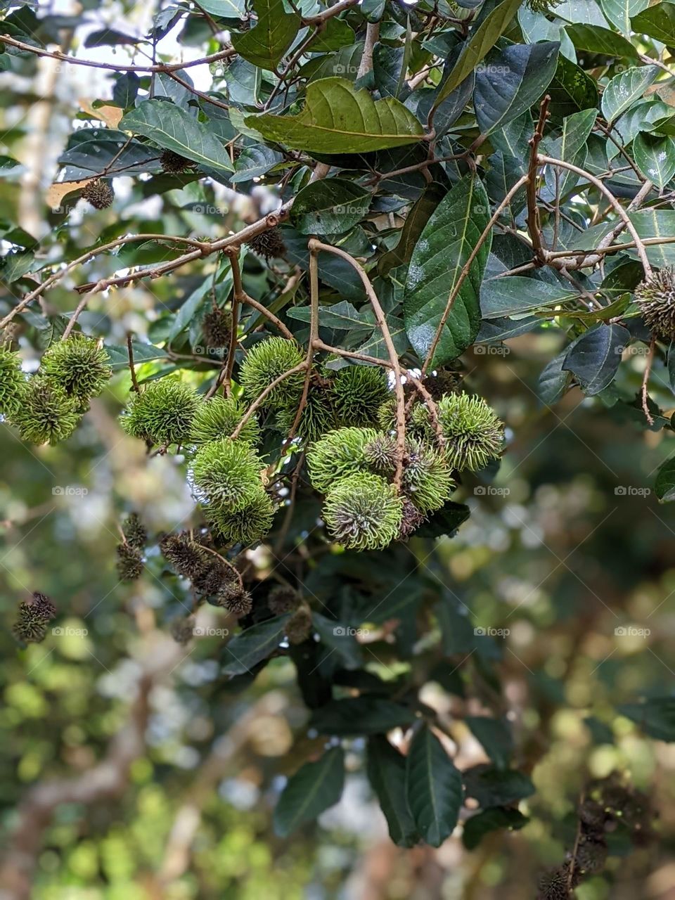 This is unripe rambutan fruit😁