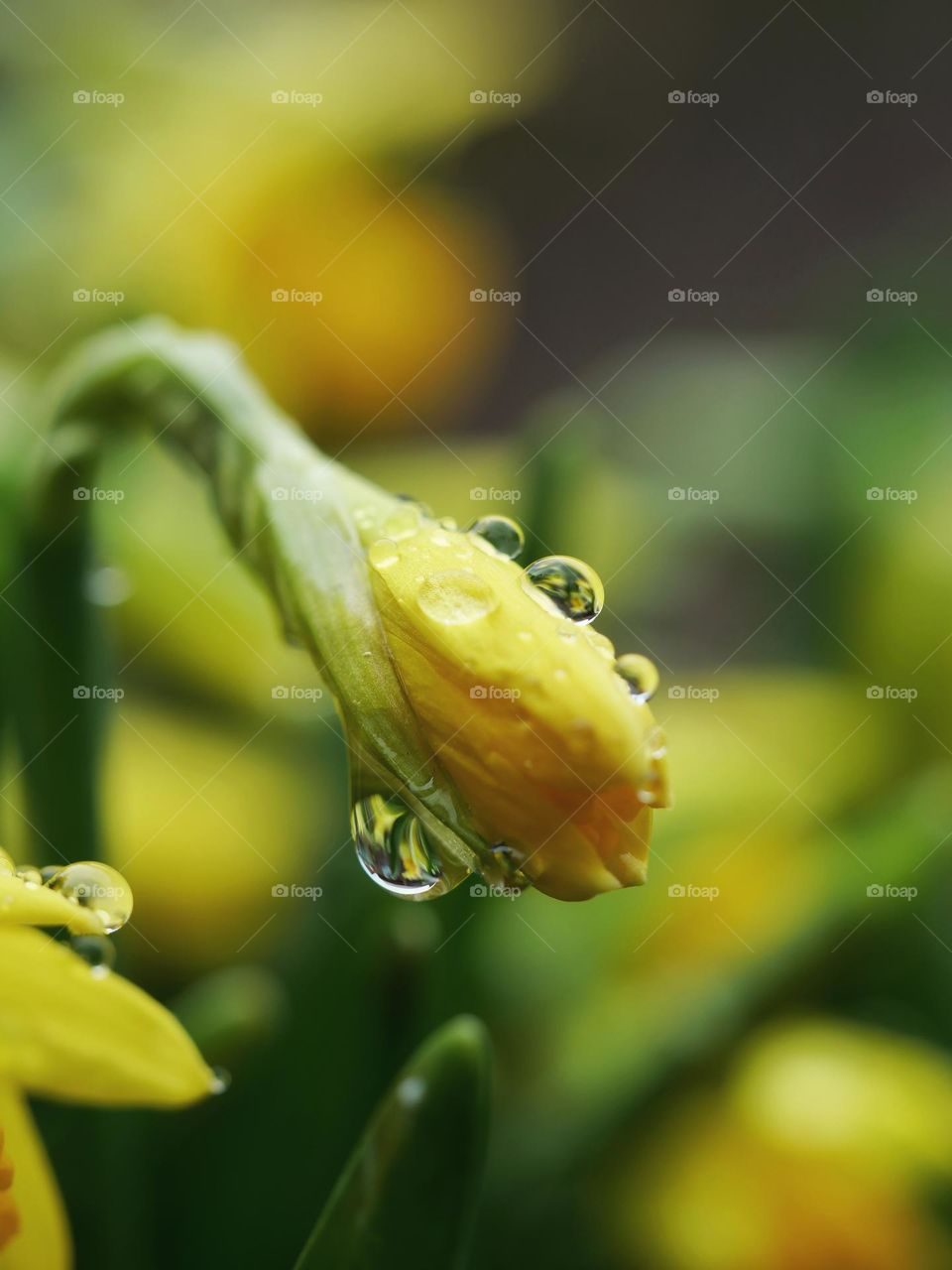 Wet daffodil bud