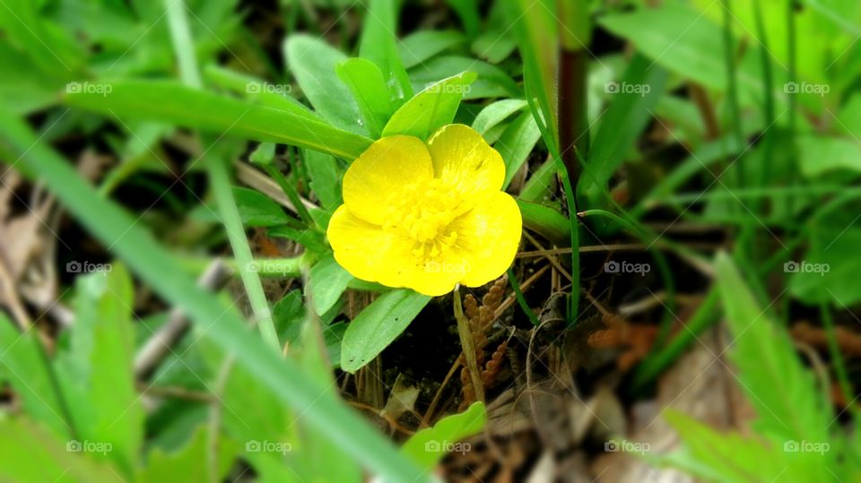 Wild Buttercup bloom