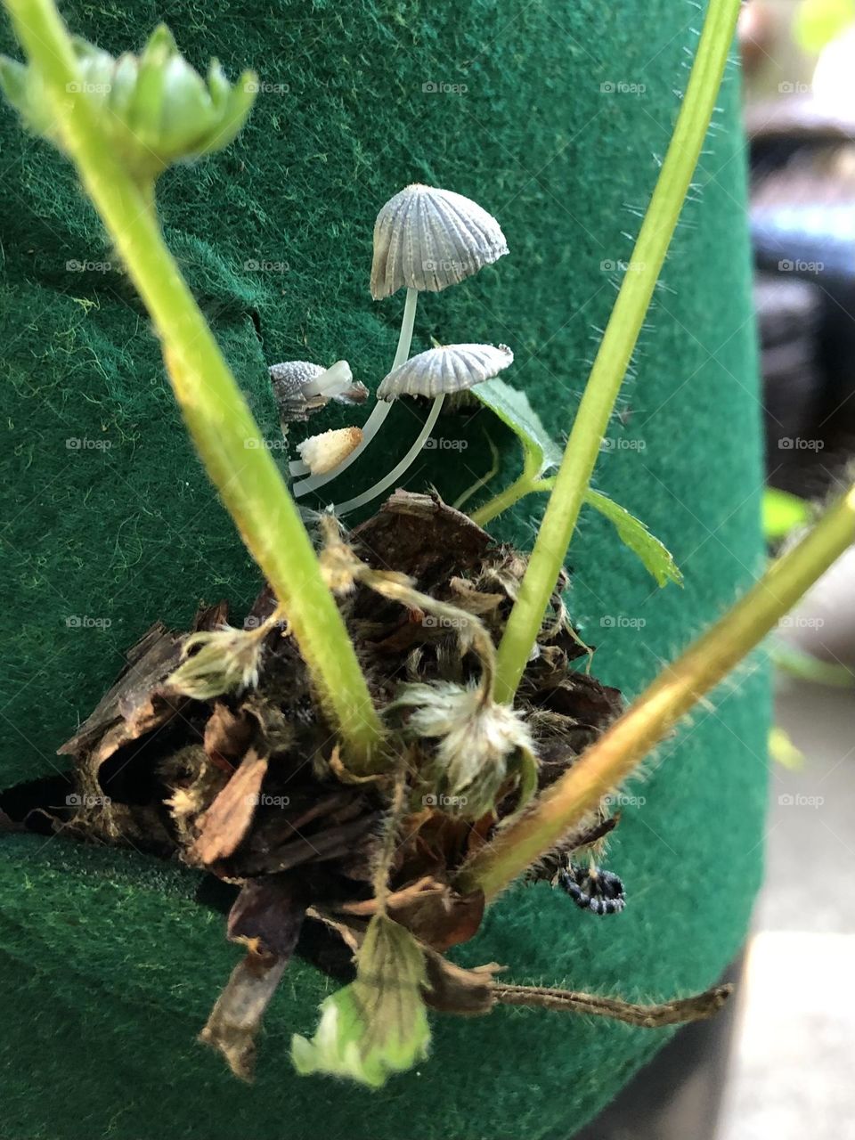 My strawberry plants what fungi grow bag backyard neighborhood suburb container gardening patio strawberries fruit grow your own squatters