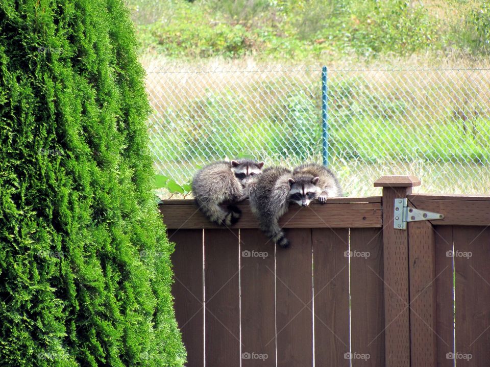 Three raccoons sitting on the fence