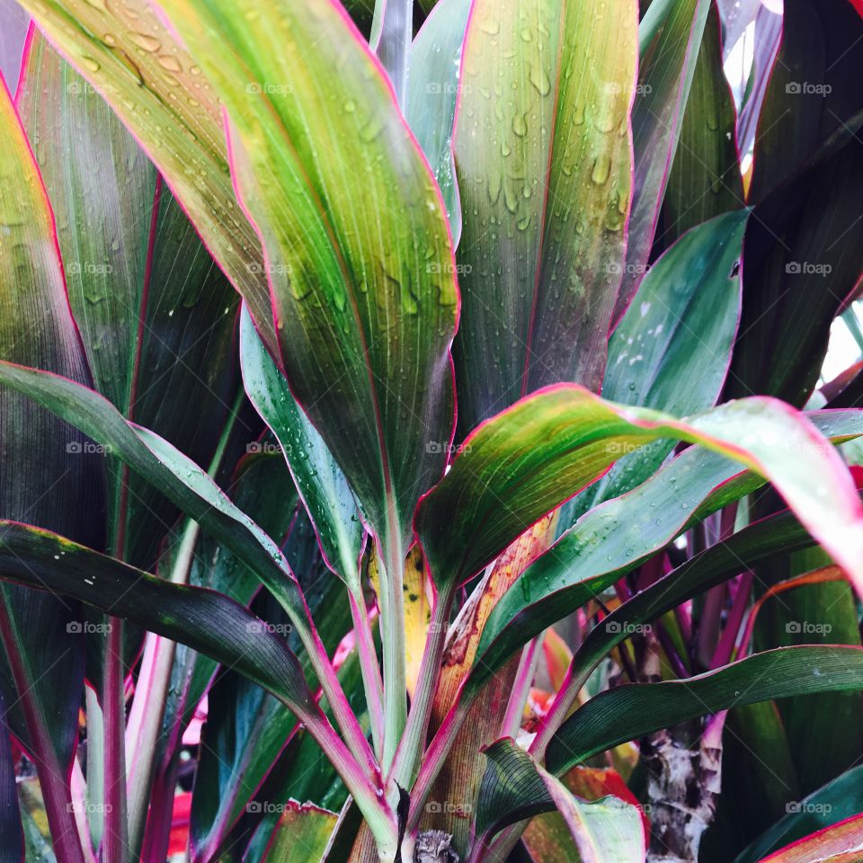 Beautiful Hawaiian flora reflecting fresh mid-day raindrops