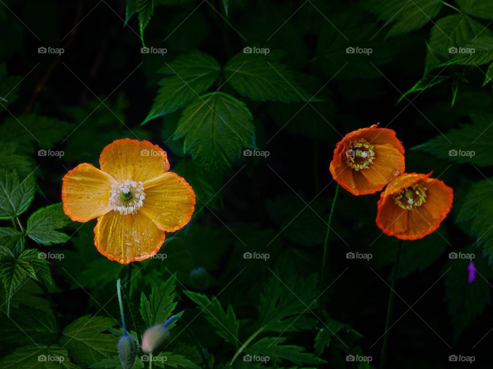 2 +1. Wild flowers at the side of the trail this morning.