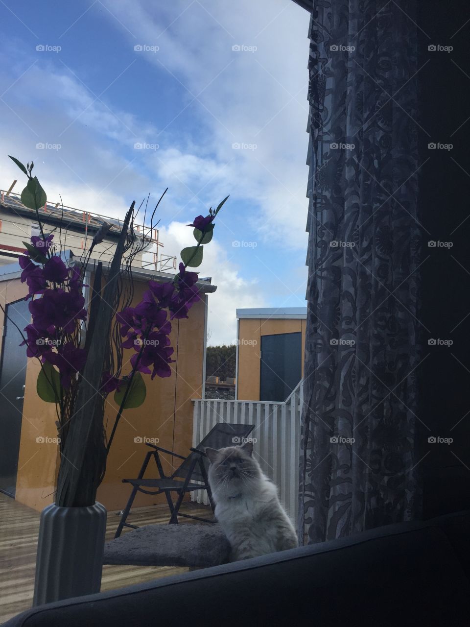 Cat wants to get back inside. 