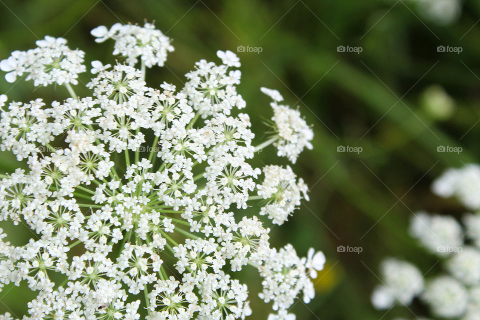 Queen Annes lace, Bishops lace, daucus carota, wild carrot