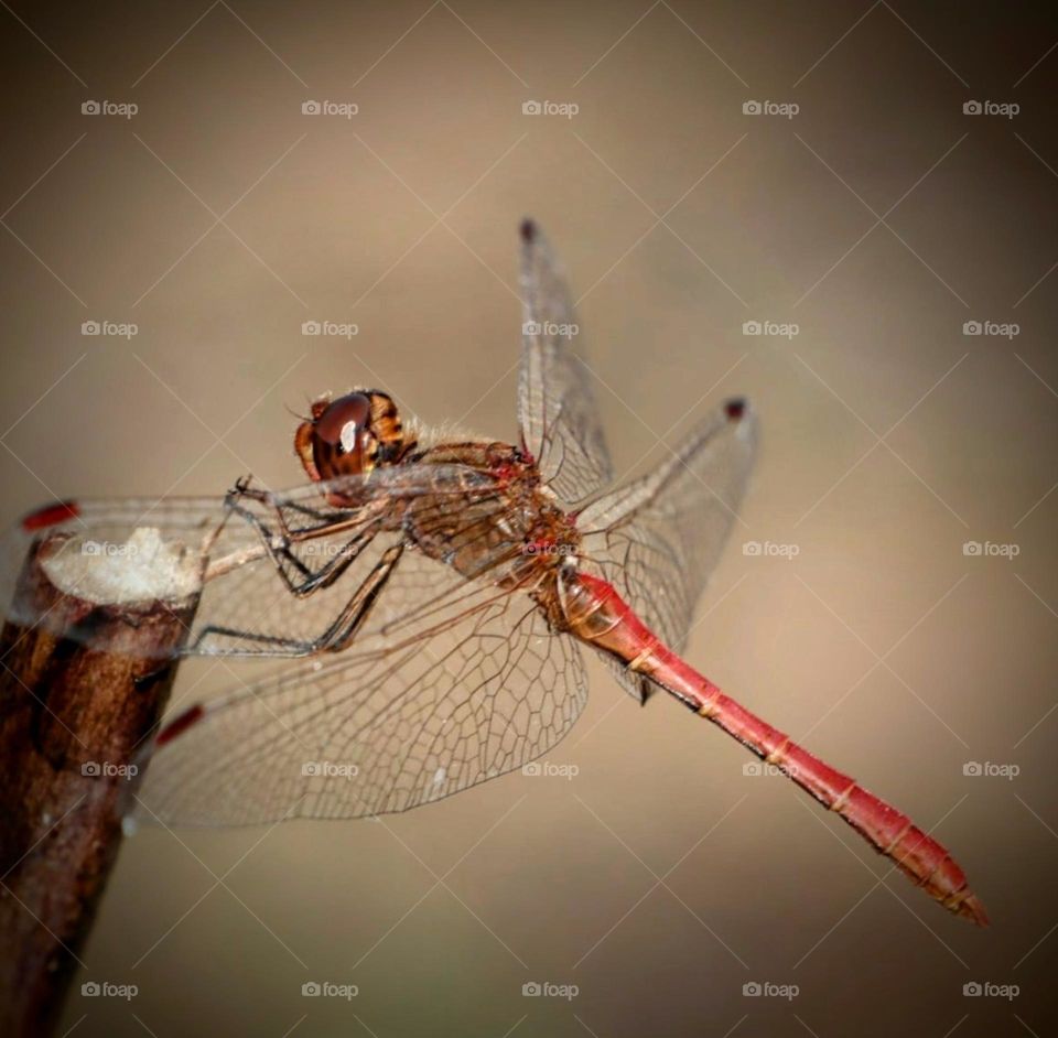 dragonfly