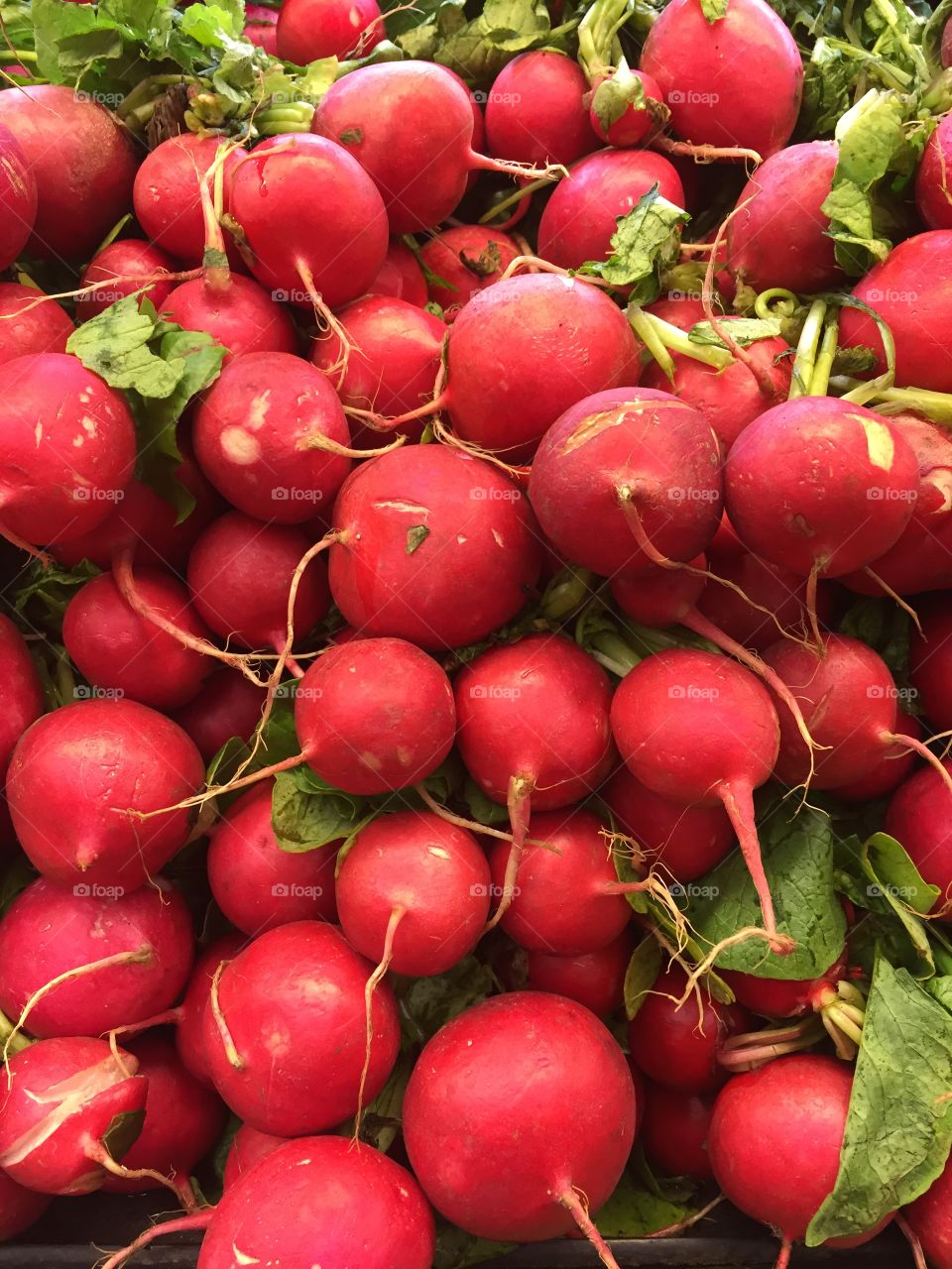 Full frame of red radish