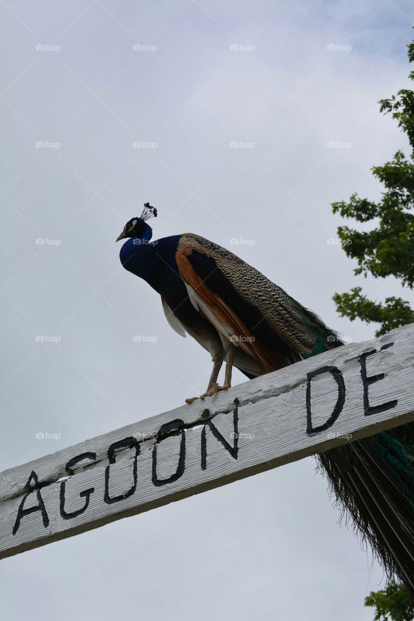 Peacock