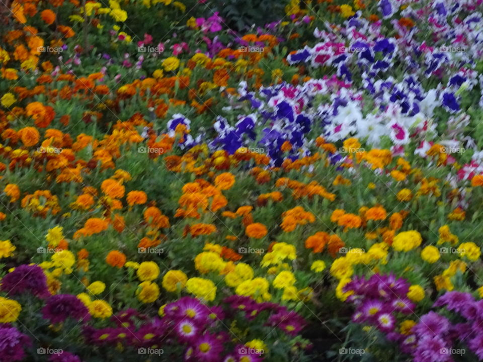 Flower, Garden, Flora, Nature, Color