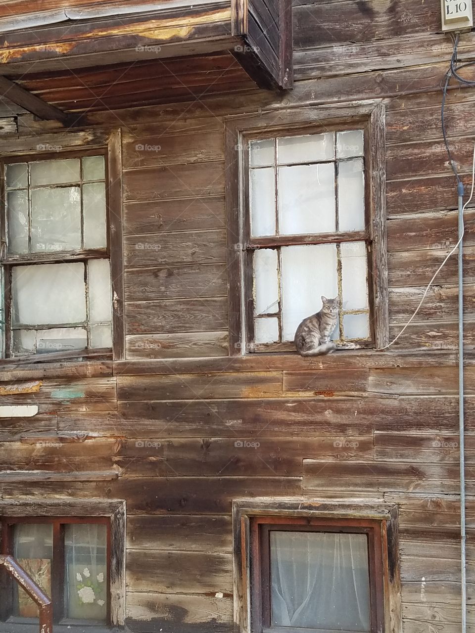 a cat relaxing in a window ledge in Büyük Ada island across from Istanbul Turkey