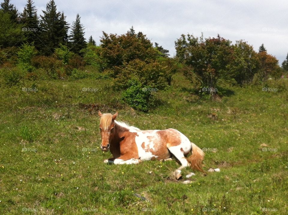 Grayson Highlands Pony. Taken at Grayson Highlands State Park. The "wild" ponies are adorable and remarkably friendly. 