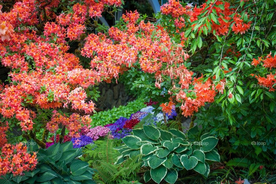 Flowering Garden