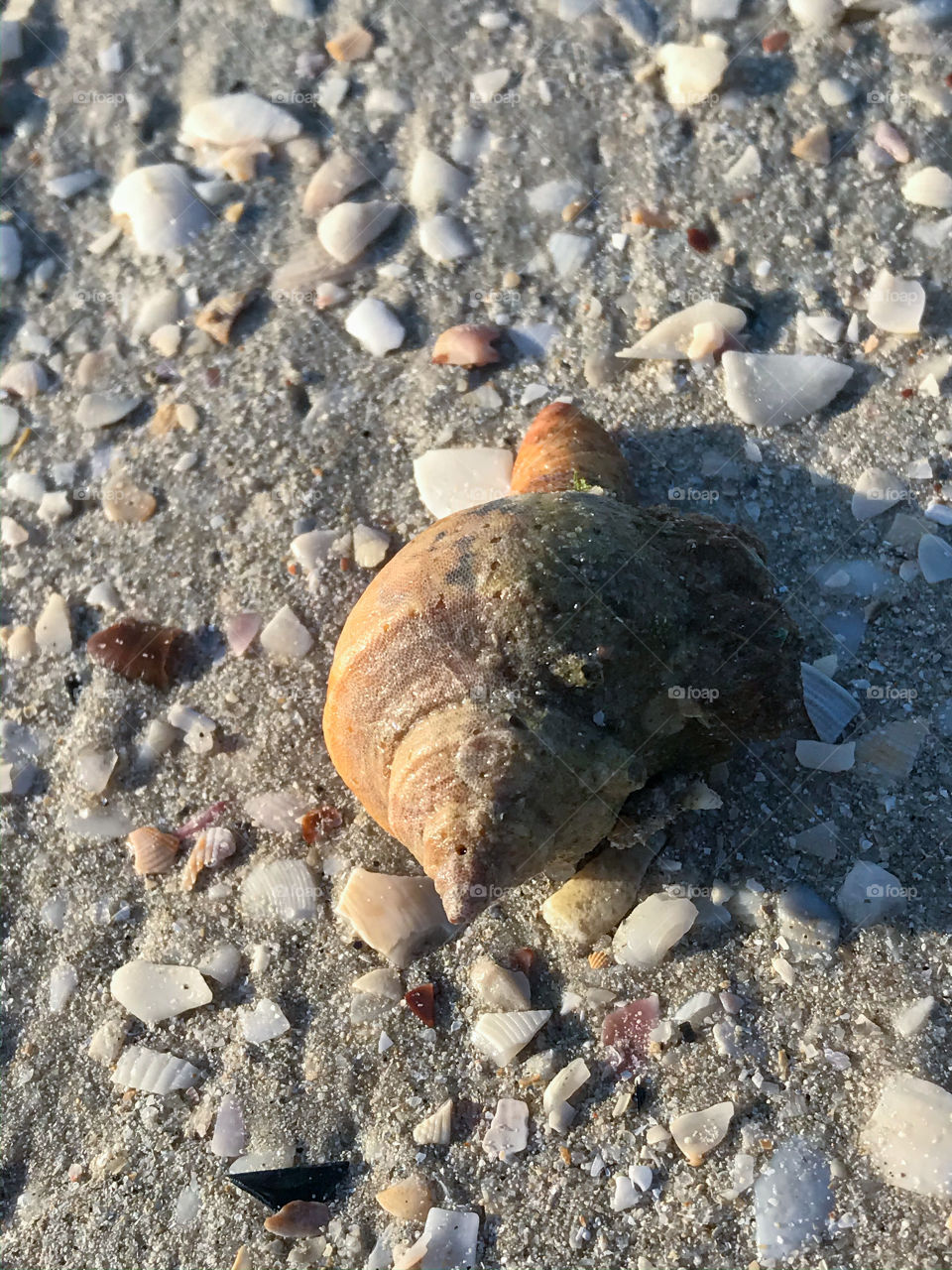 Sea shell on the beach...