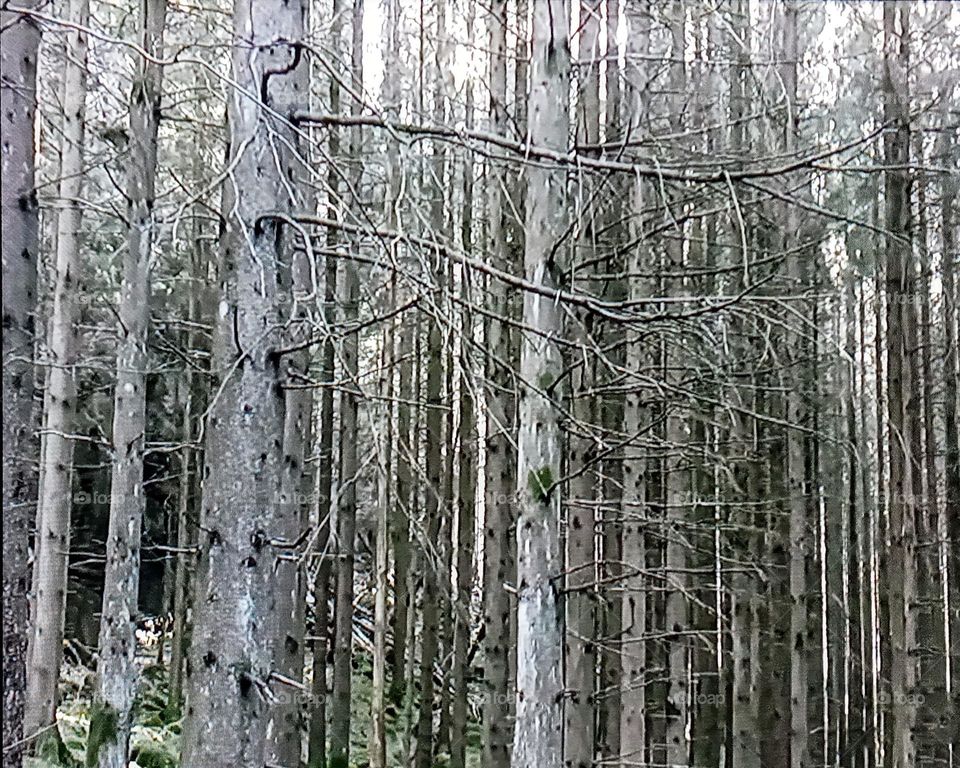 tree branch photography