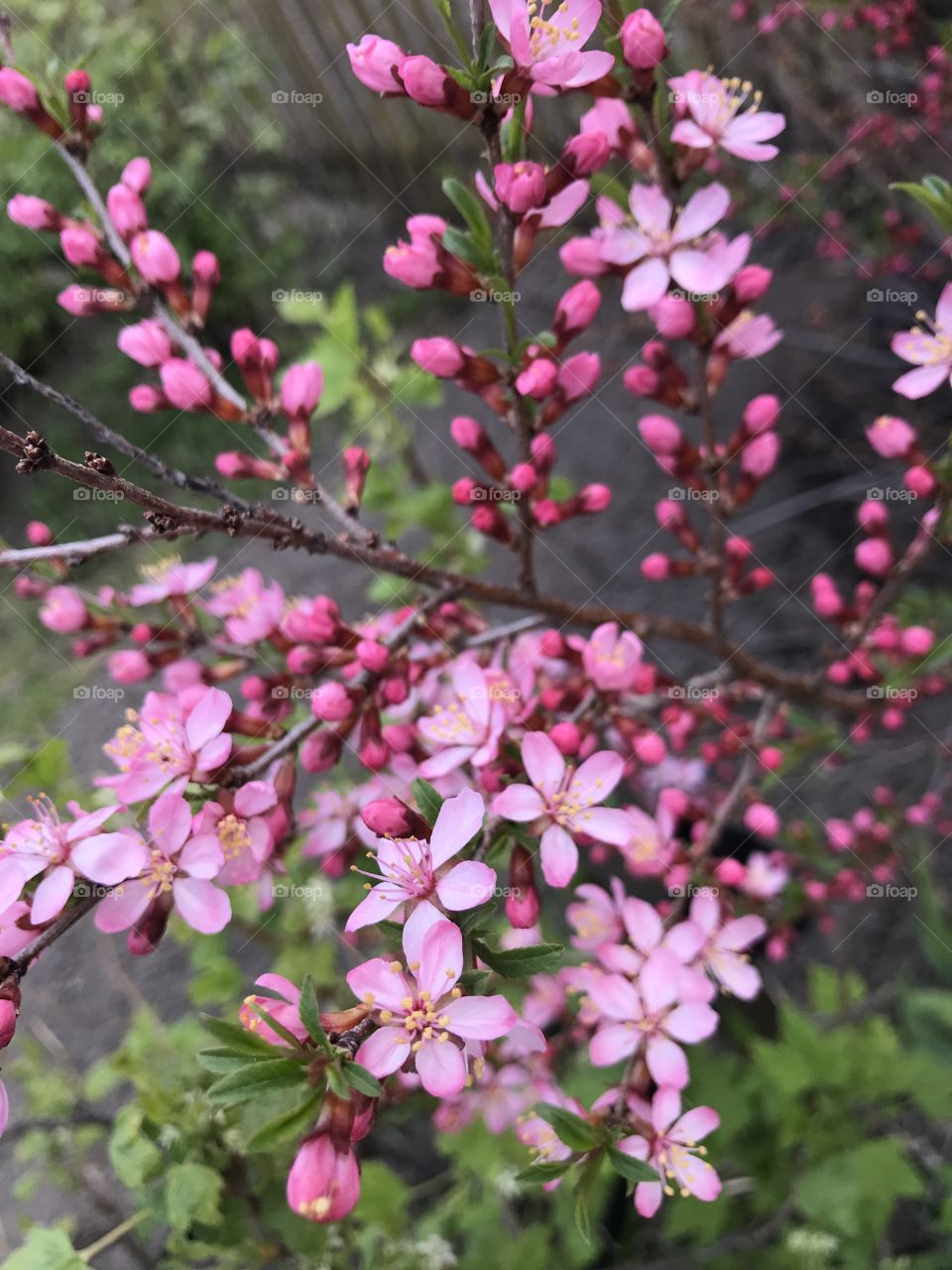 Almond tree, ornamental shrub on the site, pink delicate flowers. Миндальное дерево, декоративный кустарник на участке, розовые нежные цветки.