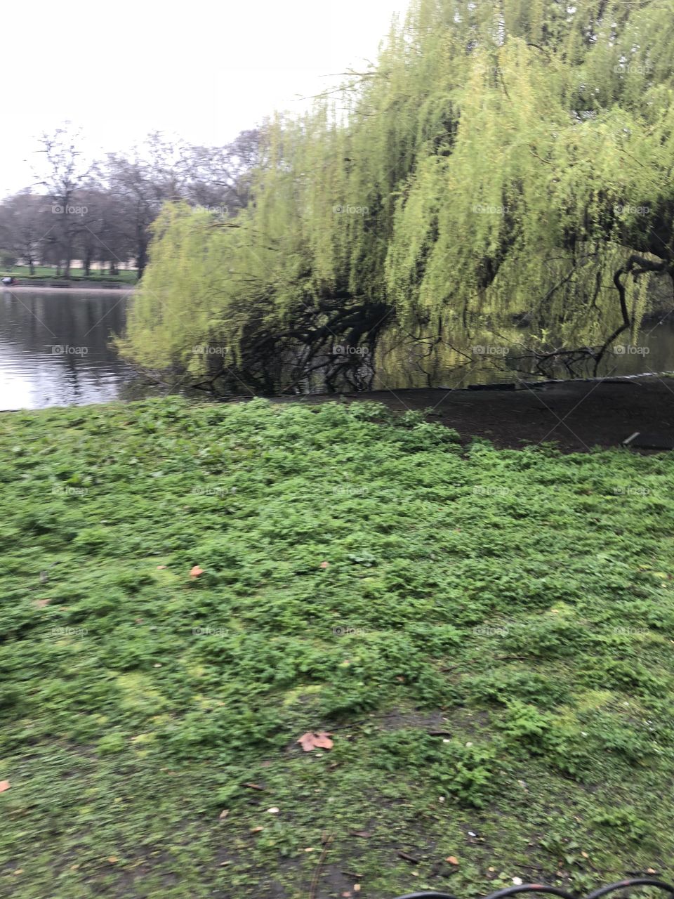 Some of the verdant spring life inside St. James’s Park just outside of Buckingham Palace in London. 