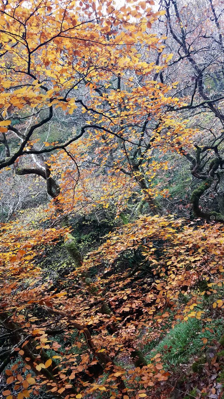 Watersmeet, North Devon