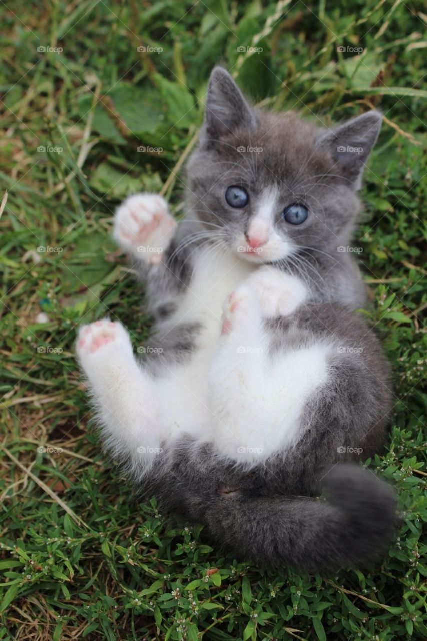 Playful kitten
