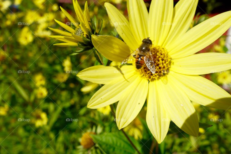 Bee pollinating a yellow Flower