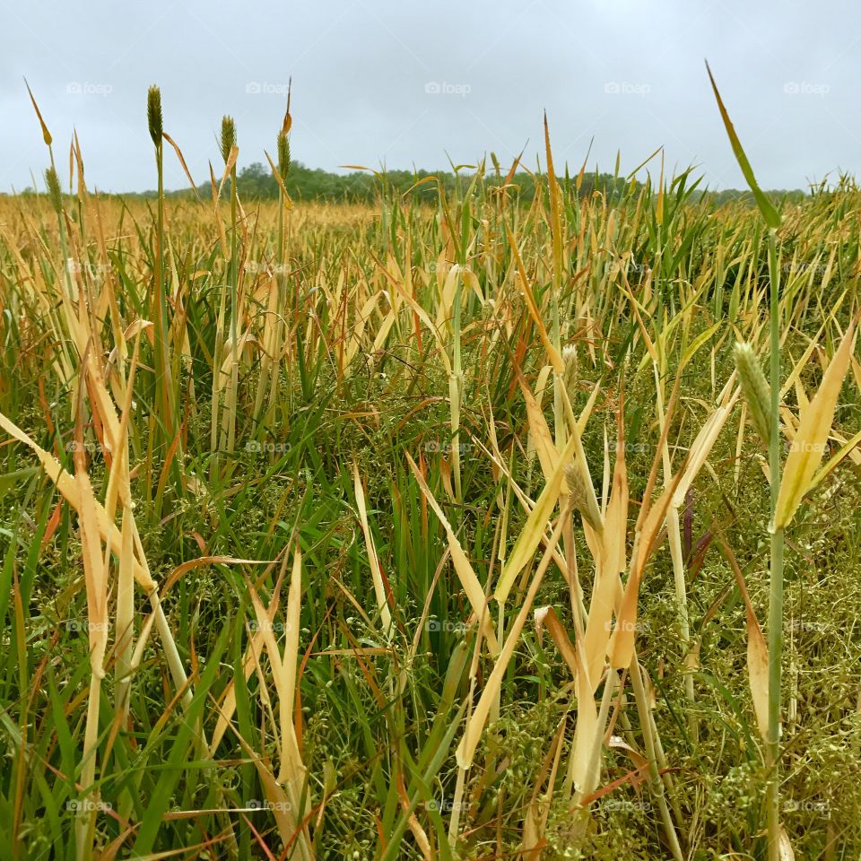 Tall Grass