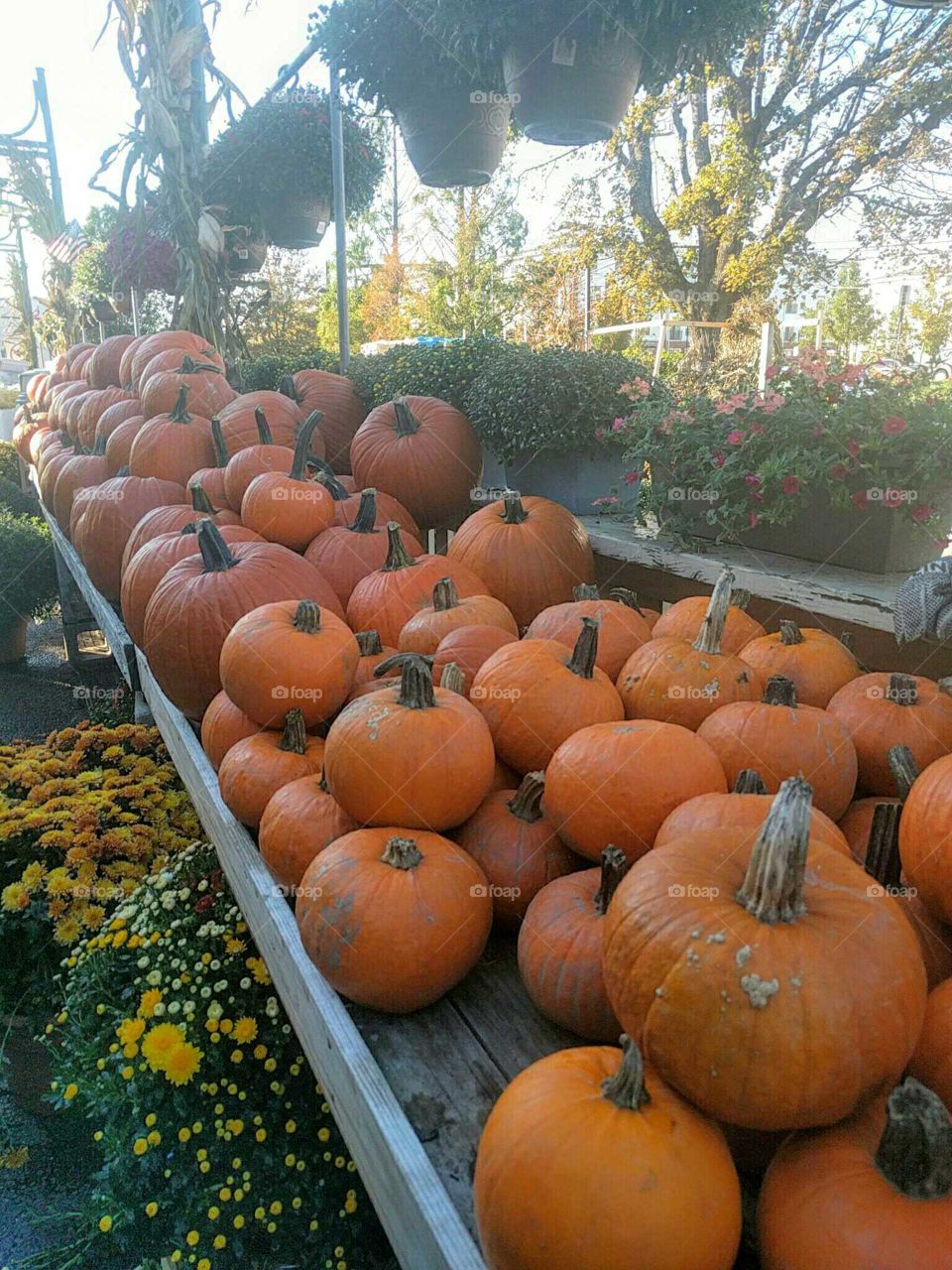 Fall, Pumpkin, Halloween, No Person, Grow