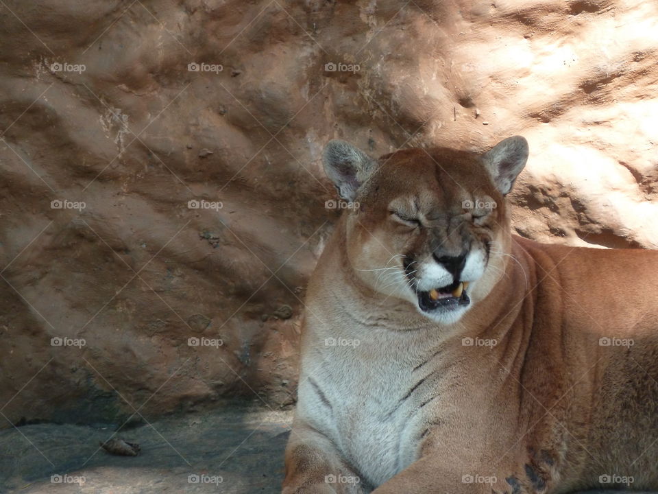 lionness in zooo of Pereira