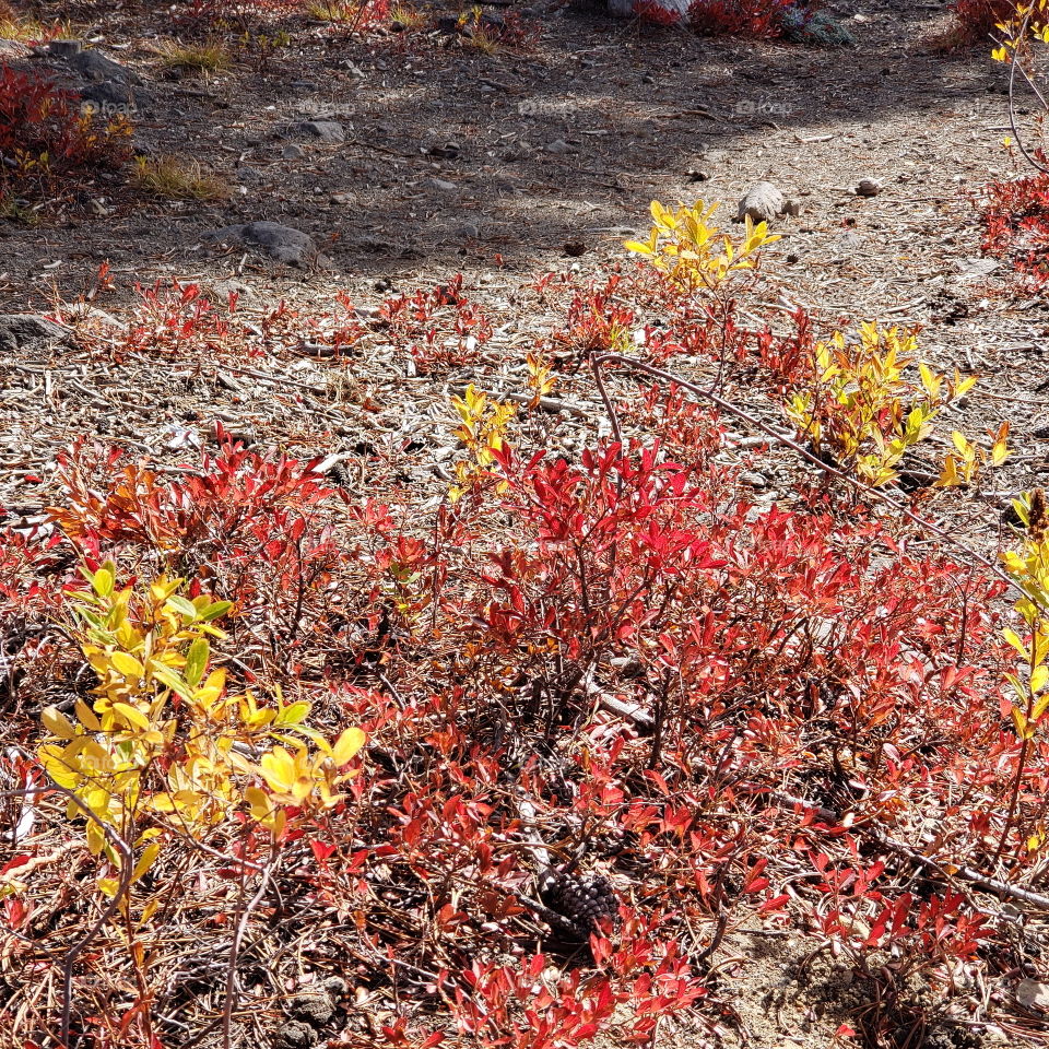 Brilliant fall colors of a landscape on the shores of Elk Lake in Oregon’s Cascade Mountains