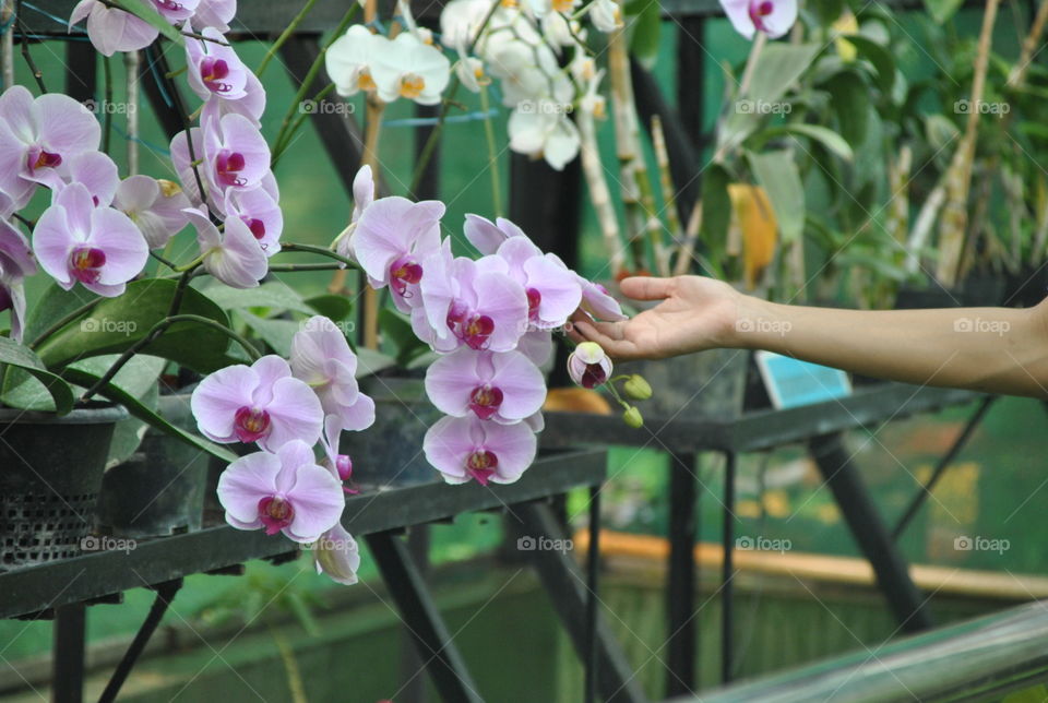 Pink Orchids Green House
