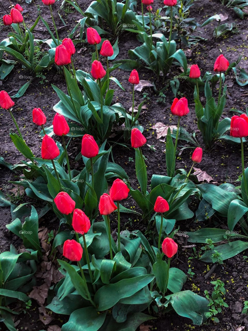 April red tulips green leaves 