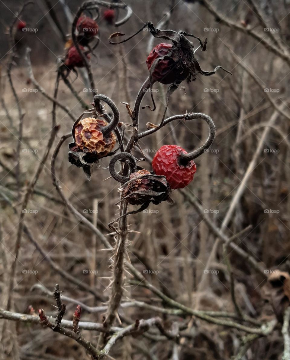 nature in winter