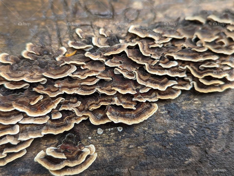 brown hued mushrooms, brown and tan pattern, fall browns, brown in nature, nature's fall colors, hues of tan and brown, tree log, brown pattern