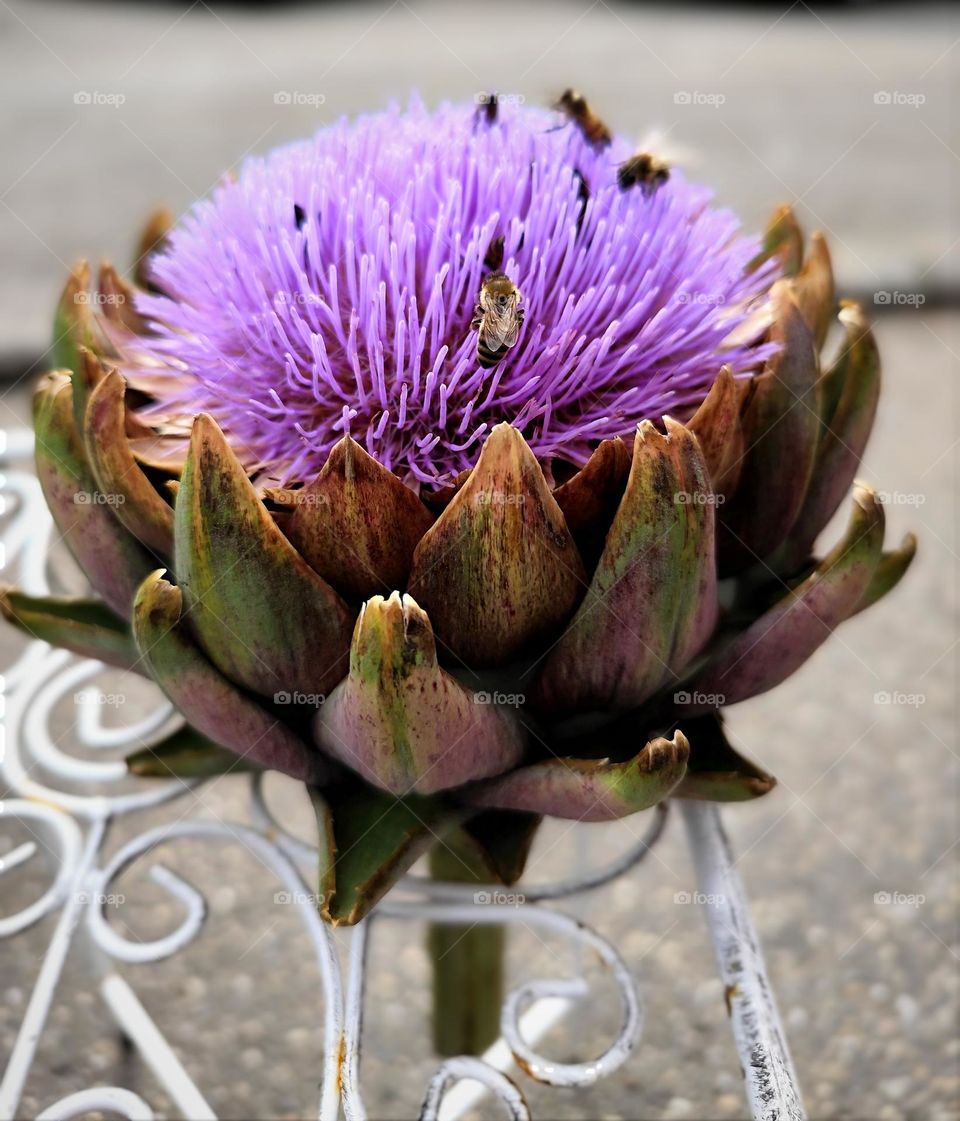 blooming artichoke