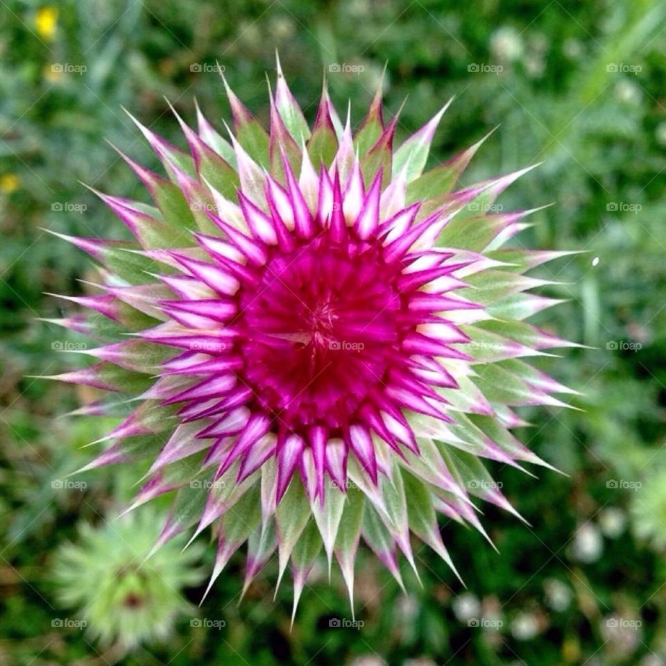 Flower