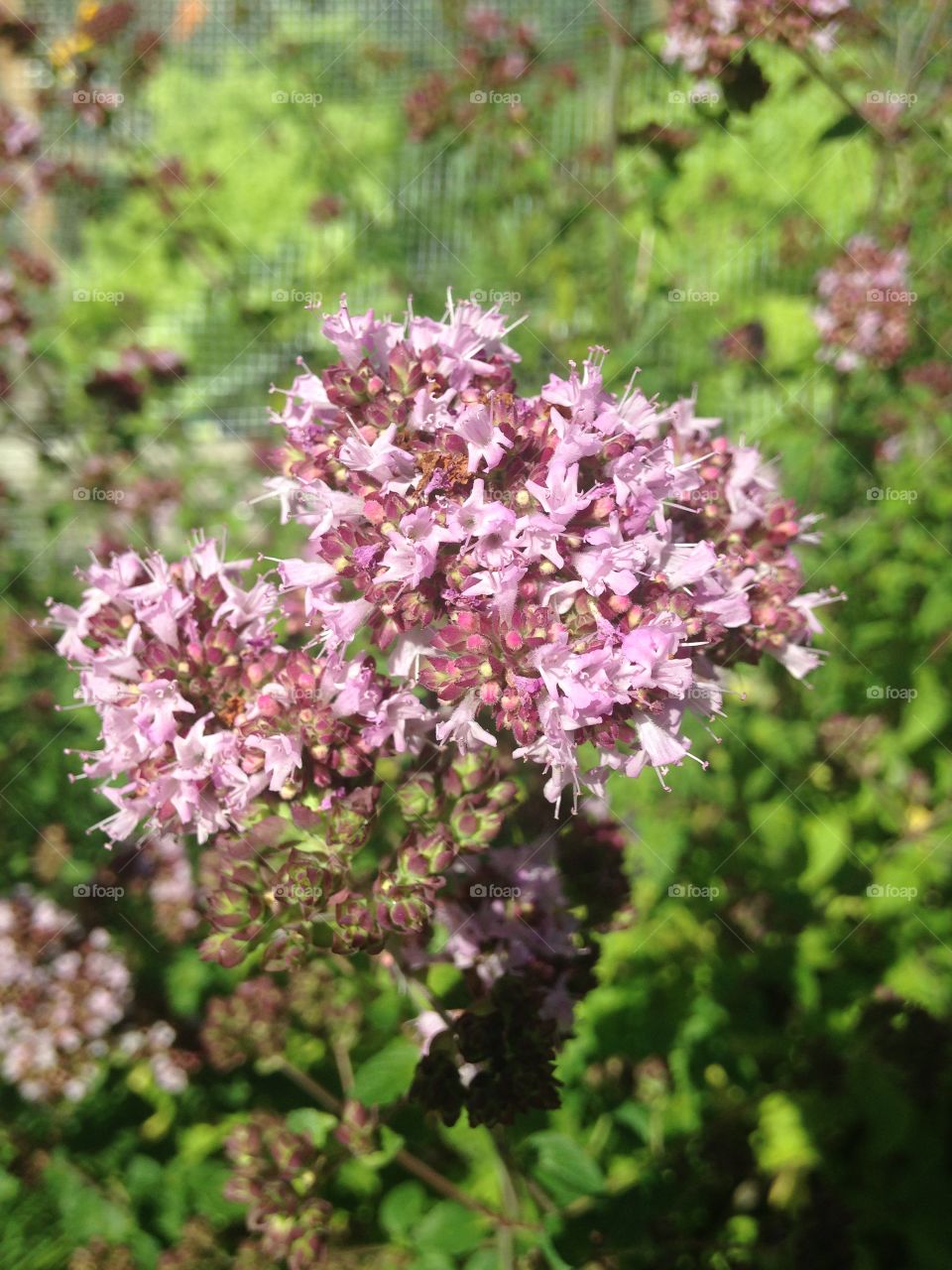 Purple oregano flowers