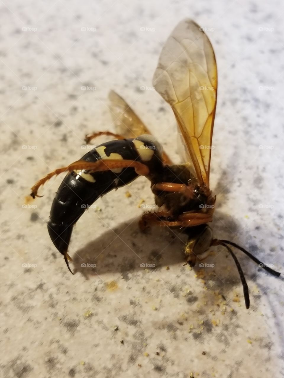 cicada killer wasp